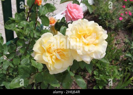 Flores coloridas en primavera. Stockfoto