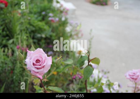 Flores coloridas en primavera. Stockfoto