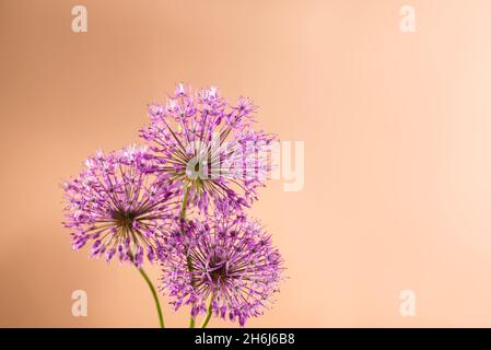 Schöne Allium Blume vor einem violetten Hintergrund. Dekorative Pflanze mit Allium oder Riesenzwiebeln auf einem Banner mit Blumenmotiv. Stockfoto