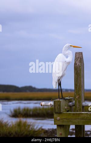 Vertikale Aufnahme eines großen weißen Reihern mit einem Sumpfhintergrund Stockfoto