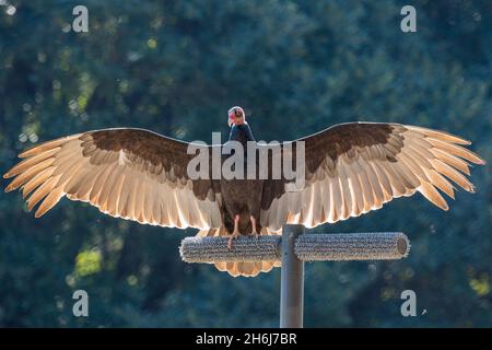 Selektive Fokusaufnahme eines hochsitzenden putengeiers mit offenen Flügeln Stockfoto