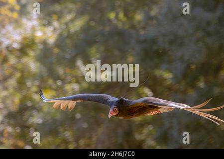 Selektive Fokusaufnahme eines türkeigeiers im Flug Stockfoto