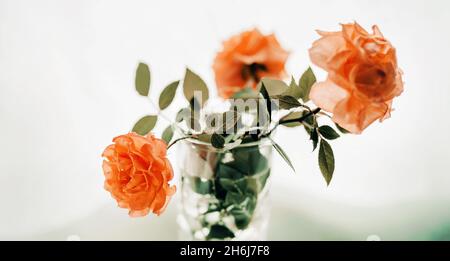 Drei wunderschöne orangefarbene Rosen mit grünen Blättern stehen in einer transparenten Vase mit Wasser, die von Licht beleuchtet wird. Ein Blumenstrauß. Ein schönes Geschenk. Stockfoto