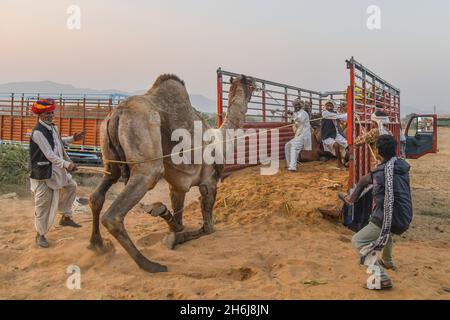 Indien. November 2021. Ein Händler lädt ein Kamel in einem LKW während der jährlichen Pushkar Camel Fair in Pushkar, Rajasthan. (Bild: © Shaukat Ahmed/Pacific Press via ZUMA Press Wire) Stockfoto