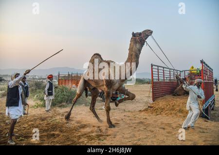 Indien. November 2021. Ein Händler lädt ein Kamel in einem LKW während der jährlichen Pushkar Camel Fair in Pushkar, Rajasthan. (Bild: © Shaukat Ahmed/Pacific Press via ZUMA Press Wire) Stockfoto