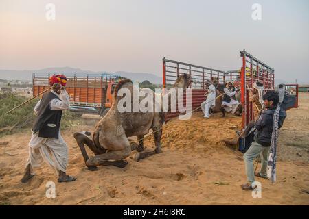 Indien. November 2021. Ein Händler lädt ein Kamel in einem LKW während der jährlichen Pushkar Camel Fair in Pushkar, Rajasthan. (Bild: © Shaukat Ahmed/Pacific Press via ZUMA Press Wire) Stockfoto