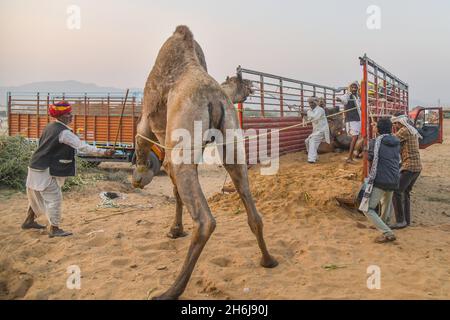 Indien. November 2021. Ein Händler lädt ein Kamel in einem LKW während der jährlichen Pushkar Camel Fair in Pushkar, Rajasthan. (Bild: © Shaukat Ahmed/Pacific Press via ZUMA Press Wire) Stockfoto