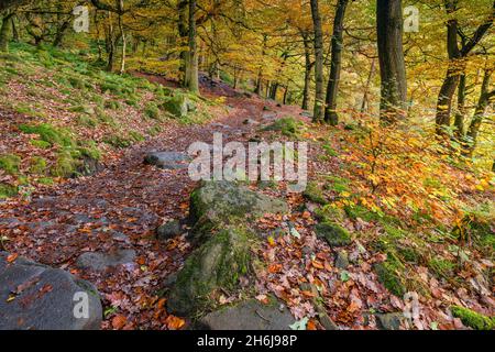 Ein Waldweg durch Padley Gorge, Grindleford, Peak District National Park, Derbyshire, England. Stockfoto