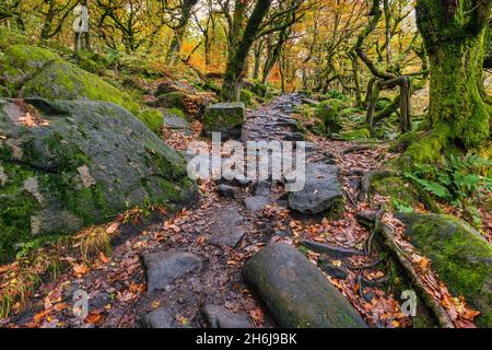 Ein Waldweg durch Padley Gorge, Grindleford, Peak District National Park, Derbyshire, England. Stockfoto