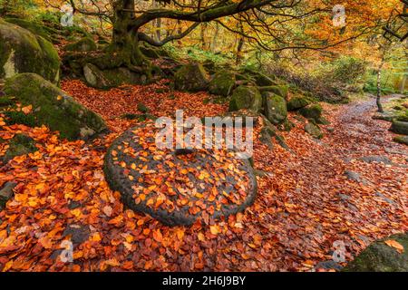 Alte verlassene Mühlsteine, bedeckt mit herbstlichen Blättern, Padley Gorge, Grindleford, Peak District National Park, Derbyshire, England. Stockfoto