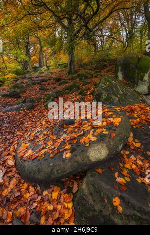 Alte verlassene Mühlsteine, bedeckt mit herbstlichen Blättern, Padley Gorge, Grindleford, Peak District National Park, Derbyshire, England. Stockfoto