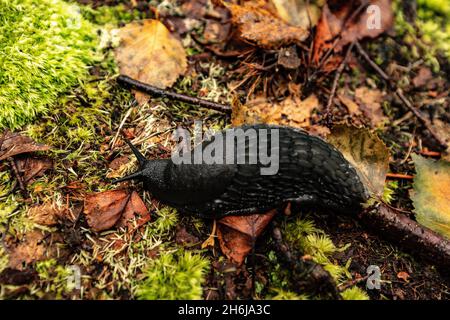 Wirbellose Tiere in ihrer natürlichen Umgebung. Makrofotografie. Stockfoto