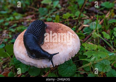 Wirbellose Tiere in ihrer natürlichen Umgebung. Makrofotografie. Stockfoto