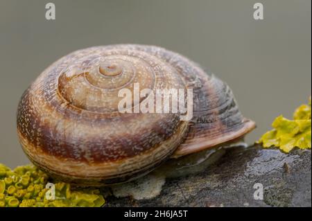 Wirbellose Tiere in ihrer natürlichen Umgebung. Makrofotografie. Stockfoto