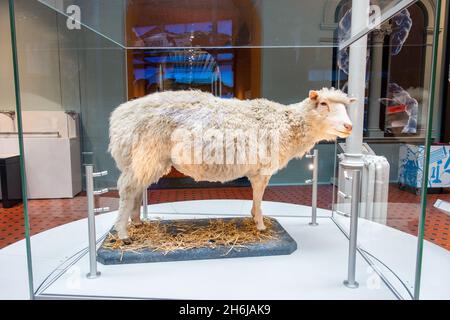 Dolly das Schaf die erste geklonte Säugetier-Ausstellung im National Museum of Scotland Edinburgh Stockfoto