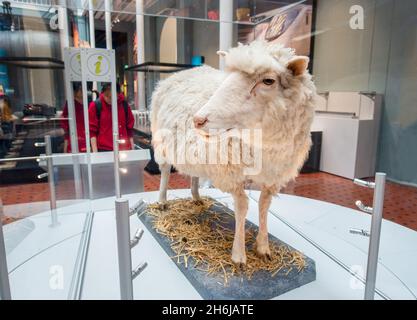 Dolly das Schaf die erste geklonte Säugetier-Ausstellung im National Museum of Scotland Edinburgh Stockfoto