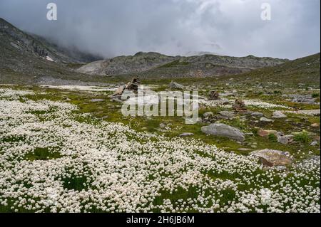 Wiese voll von weißem Baumwollgras (Eriophorum scheuchzeri) im Val Maighels Stockfoto