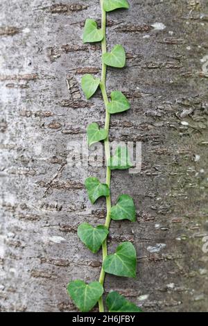 Eine einzelne Efeu-Rebe klettert einen Baum in der Mitte hinauf. Stockfoto