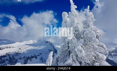 Schneebedeckte Pinien mit schneebedeckten Berggipfeln im Hintergrund. Österreichische Alpen, Laternen, Vorarlberg. Stockfoto