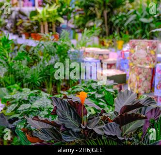 Nahaufnahme der Clivia miniata orange Blume. Der Garten wurde auf dem Markt eingenommen. Ewige Flamme Stockfoto