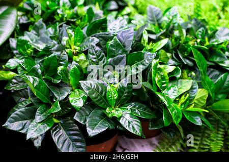 Schöne Knospe und Blüte Pinwheel Blumen aka Gerdenia Crape Jasmine Blume. Die einzelne Blume hat die charakteristische "Windrad"-Form. Stockfoto