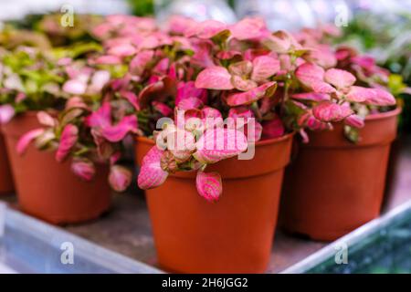 Bunte Fittonia Mix Pflanze in einem Topf close-up. Verkauf im Laden. Selektiver Fokus Stockfoto