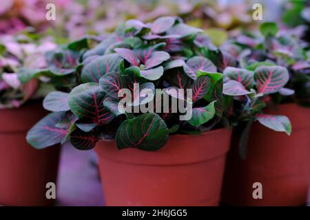 Bunte Fittonia Mix Pflanze in einem Topf close-up. Verkauf im Laden. Selektiver Fokus Stockfoto