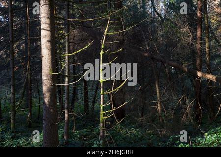 Nadelbäume mit abgestorbenen Ästen in einem deutschen Wald im Licht der Sonne. Dunkles Naturfoto als Symbol für den Waldverbruch und den Klimawandel Stockfoto