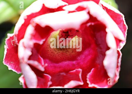 Nahaufnahme der Gloxinia (Sinningia speciosa), rote Blume, Zierpflanze, zeigt ihr Inneres mit Stempel und Staubgefäßen. Stockfoto