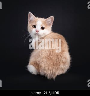 Liebenswert schwanzlos Manx Katze Kätzchen, sitzt rückwärts auf Kante. Blick über die Schulter auf die Kamera mit hängenden Augen. Isoliert auf schwarzem Hintergrund. Stockfoto