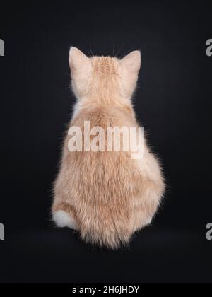 Liebenswert schwanzlos Manx Katze Kätzchen, sitzt rückwärts auf Kante. Aufschauen zeigt kein Gesicht. Isoliert auf schwarzem Hintergrund. Stockfoto