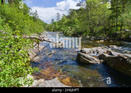 Hund fällt auf den Fluss Affric in Glen Affric, Blick nach Osten flussabwärts, National Nature Reserve, Cannich, Inverness, Highland, Schottland, Großbritannien Stockfoto