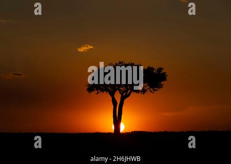 Afrikanischer Baum bei Sonnenuntergang, Masai Mara National Reserve, Kenia, Ostafrika, Afrika Stockfoto