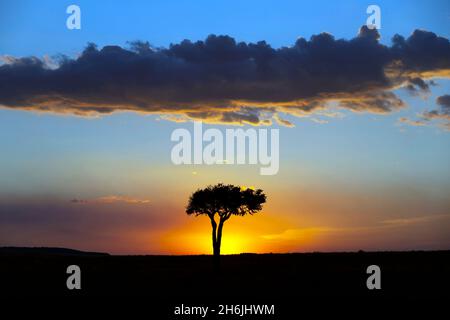 Afrikanischer Baum bei Sonnenuntergang, Masai Mara National Reserve, Kenia, Ostafrika, Afrika Stockfoto