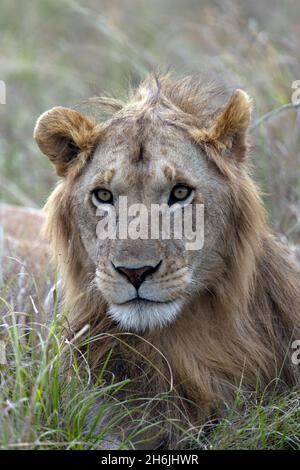 Junger männlicher Löwe (Panthera leo) in Savanne, Masai Mara Nationalpark, Kenia, Ostafrika, Afrika Stockfoto