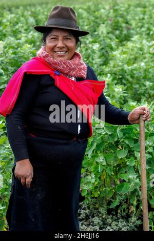 Indigene Frau in einem Quinoa-Feld in San Jose de Tanquis, Ecuador, Südamerika Stockfoto