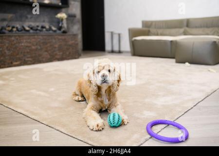 Amerikanischer Cocker Spaniel liegt auf einem beigen Teppich im Wohnzimmer im Haus. Der Hund ruht sich nach dem Spielen mit einem Ball und einem Abzieher aus. Stockfoto