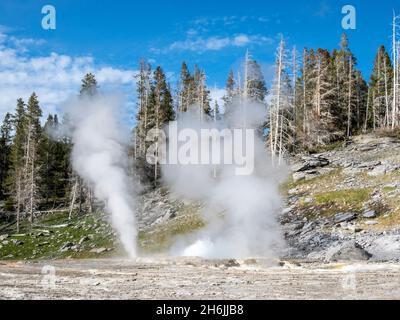 Grand Geyser, im Norris Geyser Basin, Yellowstone National Park, UNESCO-Weltkulturerbe, Wyoming, Vereinigte Staaten von Amerika Stockfoto