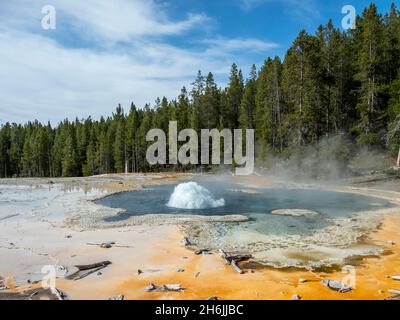 Solitary Geyser, im Norris Geyser Basin Area, Yellowstone National Park, UNESCO-Weltkulturerbe, Wyoming, Vereinigte Staaten von Amerika Stockfoto