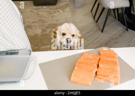 Der Hund starrt auf das leckere Lachsfilet auf dem Tisch in der Küche. Stockfoto
