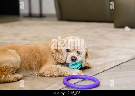 Amerikanischer Cocker Spaniel liegt auf einem beigen Teppich im Wohnzimmer im Haus. Der Hund kaut einen Ball. Stockfoto