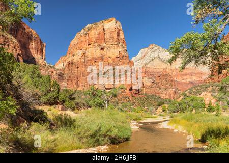 Virgin River und Angel's Landing, Zion National Park, Colorado Plateau, Utah, Vereinigte Staaten von Amerika, Nordamerika Stockfoto