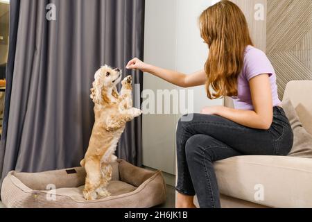 Das Mädchen spielt mit dem Hund. Das Mädchen hält einen Leckerbissen über dem Kopf des Hundes. Der Spaniel steht auf zwei Beinen und versucht, Nahrung zu bekommen. Stockfoto