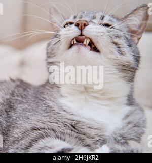 Böse Katze mit grünen Augen liegt auf einem beigen Sofa, Portrait Stockfoto