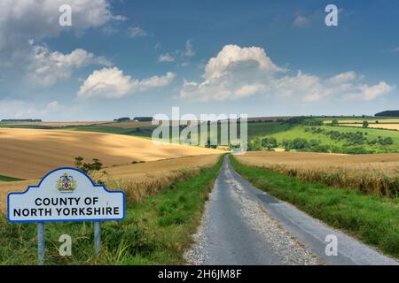 Maisfelder und hügelige Kreidefelsen bei Sonnenschein im Hochsommer in der Nähe von Fridaythorpe auf den East Yorkshire Wolds, Yorkshire, England, Großbritannien, Europa Stockfoto