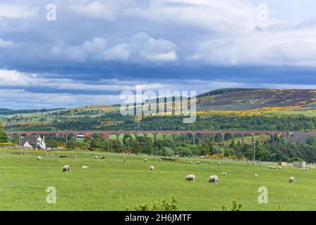 Culloden Eisenbahnviadukt, über den Fluss Nairn, Nairn Valley, Bright Gorse, Inverness, Highland, Schottland, Großbritannien Stockfoto