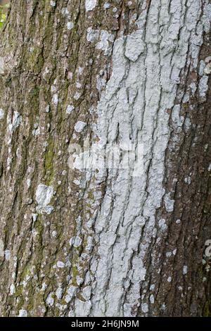 Lichen Haematomima ochroleucum auf der Rinde der Eiche Stockfoto