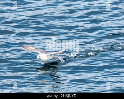 Ein erwachsener Nordfulmar (Fulmarus glacialis), der vor der Ostküste Grönlands, Polarregionen, fliegt Stockfoto