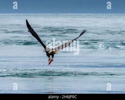 Adulter Weißkopfseeadler (Haliaeetus leucocephalus, Tauchbombenangriff auf einen Fisch auf den Inischen Inseln, Südost-Alaska, den Vereinigten Staaten von Amerika, Nordamerika Stockfoto
