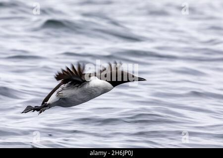 Eine Erwachsene gemeine Murre (Uria Aalge, die auf der Insel St. Lazaria, Sitka Sound, Southeast Alaska, United States of America, North America fliegt Stockfoto